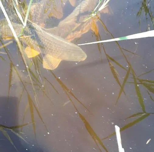 Вилла Sunny Сантод